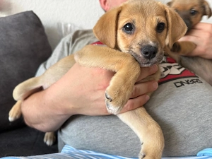 Zauberhafte Welpenmädchen suchen ihr Zuhause