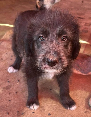 Dolly, kleines Hundekind sucht Zuhause