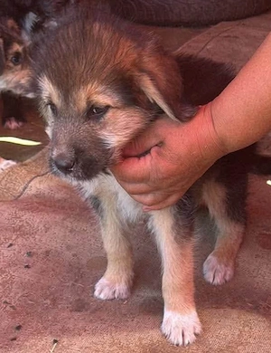 Dana, kleines Hundekind sucht Körbchen