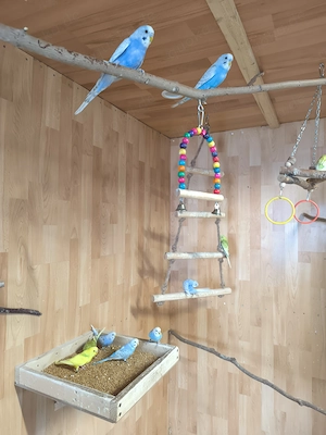 Wellensittiche 