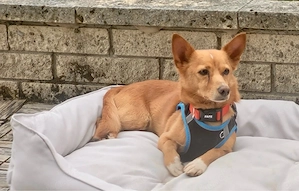 Der kleine Charmeur JOEY  sucht sein Für-immer-Zuhause