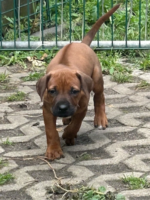 Rhodesian Ridgeback Welpen