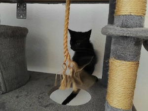 Schwarzer Schmusekater