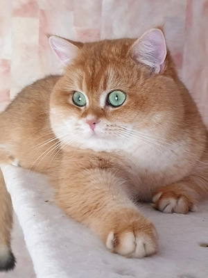Reinrassige BKH Deckkater