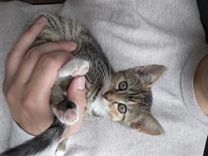 Kitten, weiblich