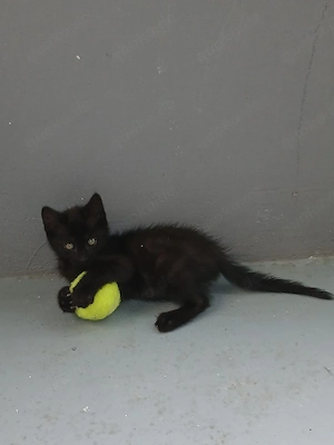Maine Coon Kitten Mix