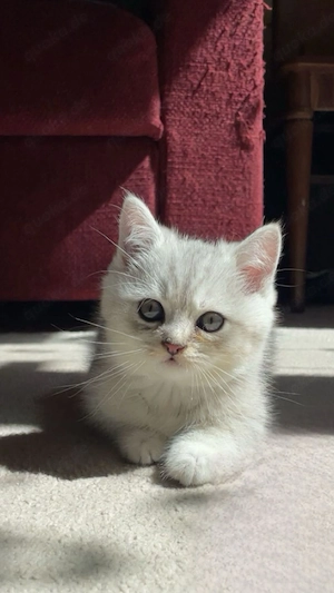 5 wunderschöne BKH Kitten