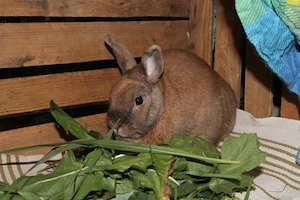 Zwergkaninchen sucht Zuhause