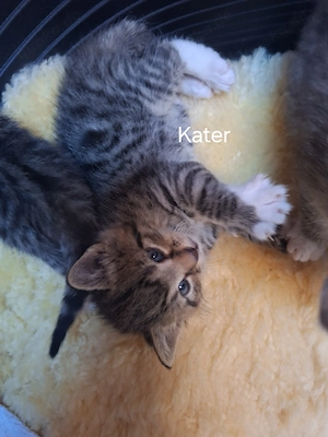 1Katerchen und 1 Weibchen  BKH mix Kitten suchen liebevolles Zuhause 