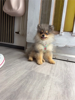 Zwerg Spitz, sechs Monate blaue Augen