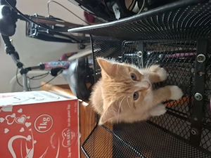 Mix kitten  abgabebereit 22Juli
