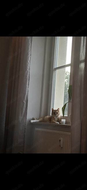 Katze bereit für neues Zuhause 