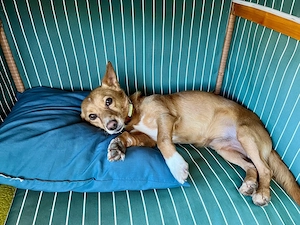 Der kleine Charmeur JOEY  sucht sein Für-immer-Zuhause