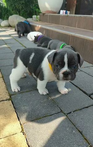Französische Bulldoggenwelpen abzugeben
