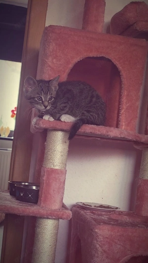 Kitte 12 Wochen alt sucht ein zu Hause. 