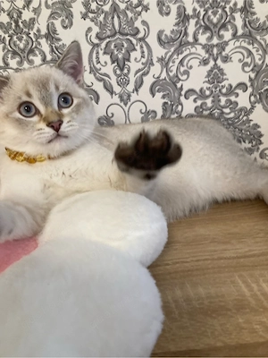 Sehr schöner BKH Tabby Point Katerchen sucht ihr liebes Zuhause!