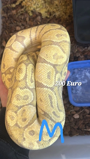 Verkaufe Könisphytons wg Umzug 
