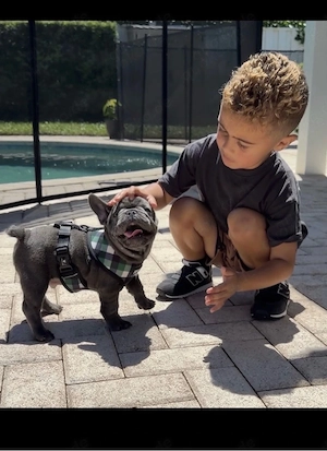 Französische Bulldoggen Welpen suchen ein schönes Zuhause 
