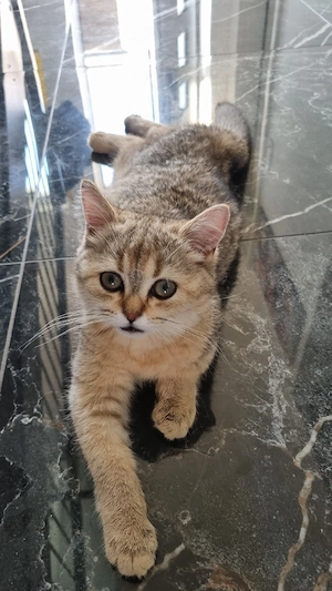 Britisch kurzhaar kitten 