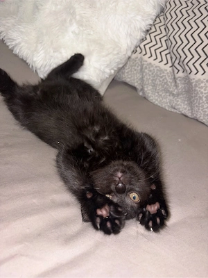 Bildschöne Britisch Kurzhaar Kitten sucht liebevolles Zuhause     