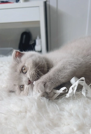 2 zuckersüße BKH-BLH Kitten sind ab sofort bereit für ihr neues Zuhause.