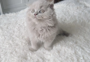 2 zuckersüße BKH-BLH Kitten sind ab sofort bereit für ihr neues Zuhause.