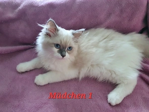 Ragdoll Kitten 