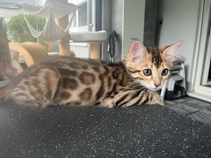 Cashmere Bengal mit Stammbaum 