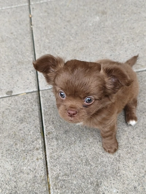 langhaarige reinrassige Chihuahua Mädchen