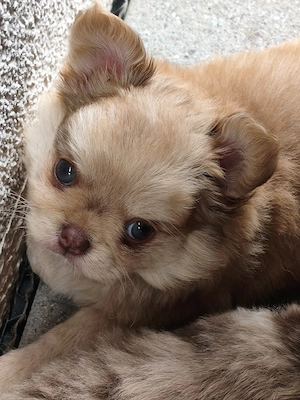 reinrassige langhaarige Chihuahua Rüde