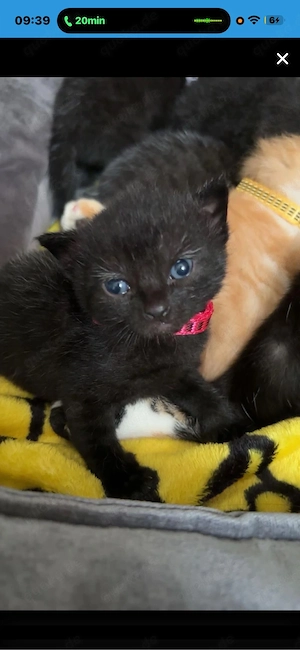 katzen babys suchen JETZT ein neues zuhause!  abzugeben!