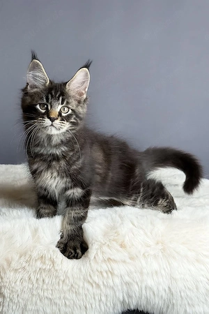 Wunderschönes, 4 Monate altes Maine-Coon-Kätzchen   gesund, verspielt und bereit für ein liebevolles