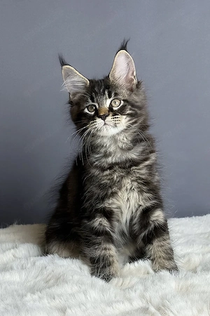 Wunderschönes, 4 Monate altes Maine-Coon-Kätzchen   sucht ein liebevolles Zuhause   