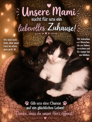 babykatzen abzugeben 