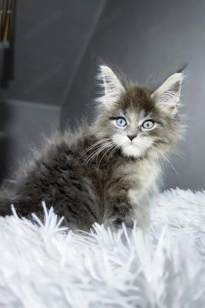 7 süße Maine-Coon-Kätzchen suchen ein Zuhause für immer