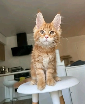 Gesunde und gut sozialisierte Maine-Coon-Kätzchen