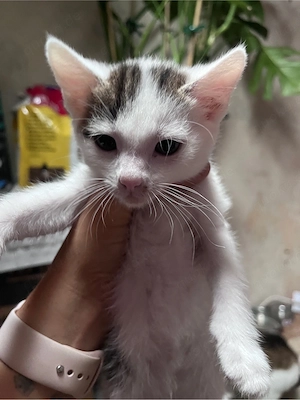 Katzen kitten abzugeben