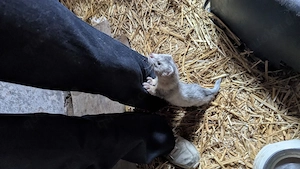 Verkaufe Frettchen Rüden