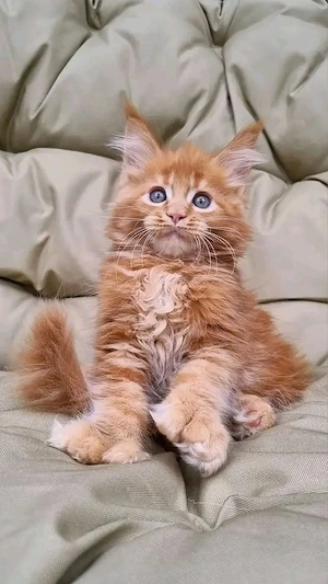 Hervorragende Maine-Coon-Kätzchen in Standardgröße