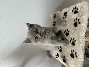 Süße BKH Kitten suchen ein liebevolles Zuhause