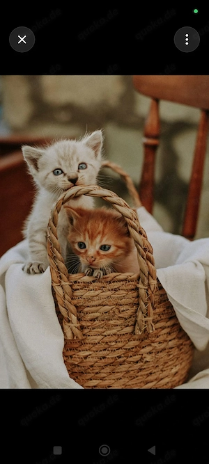 knuffige Perser Türkisch Van Kitten 