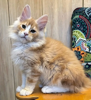 Unsere kleinen Maine-Coon-Kätzchen warten auf ihr Zuhause für immer 