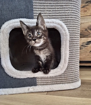 Exklusive Kätzchen Maine Coon x Bengal polydaktyl 