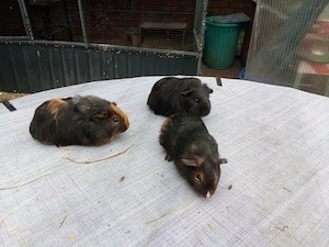 Meerschweinchen 