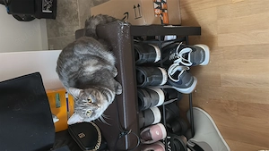 Katze sucht liebevolles Zuhause 