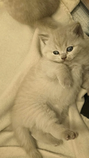 Wunderschöne BKH Kitten zu verkaufen