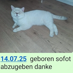 Britisch kurtzharr karter 