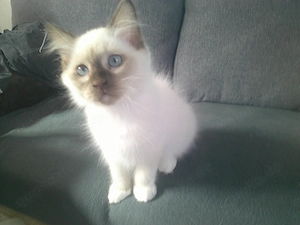 Ein kleiner Heilige Birma Kater 14 Wochen alt 