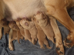 Labrador Welpen Foxred