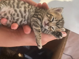 Bengal Kitten Mix 